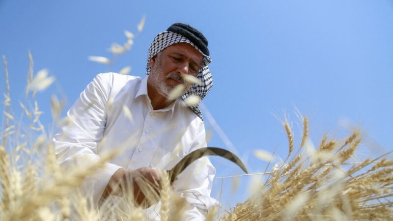 الزراعة تطلق تجهيز بذور الحنطة بأسعار مخفّضة…ودعم حكومي يصل إلى 60 بالمئة