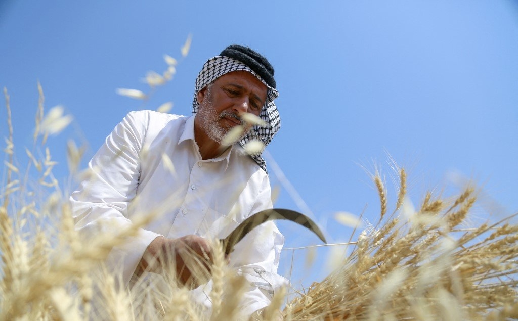 الزراعة تطلق تجهيز بذور الحنطة بأسعار مخفّضة…ودعم حكومي يصل إلى 60 بالمئة